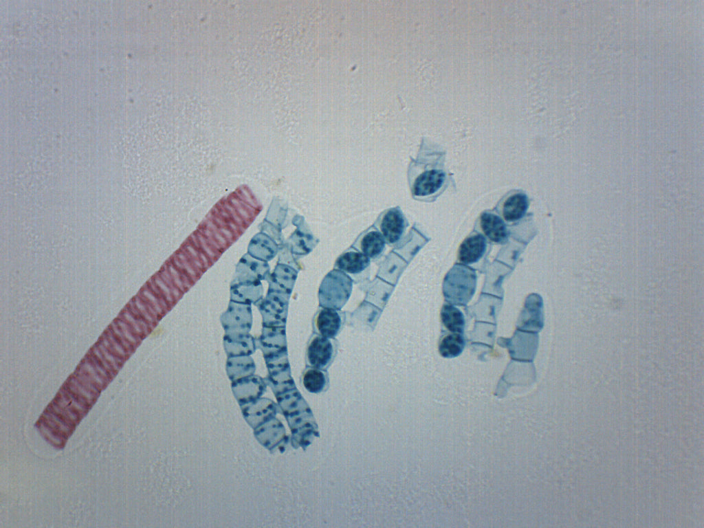 Spirogyra Scalariform Wholemount Prepared Microscope Slide