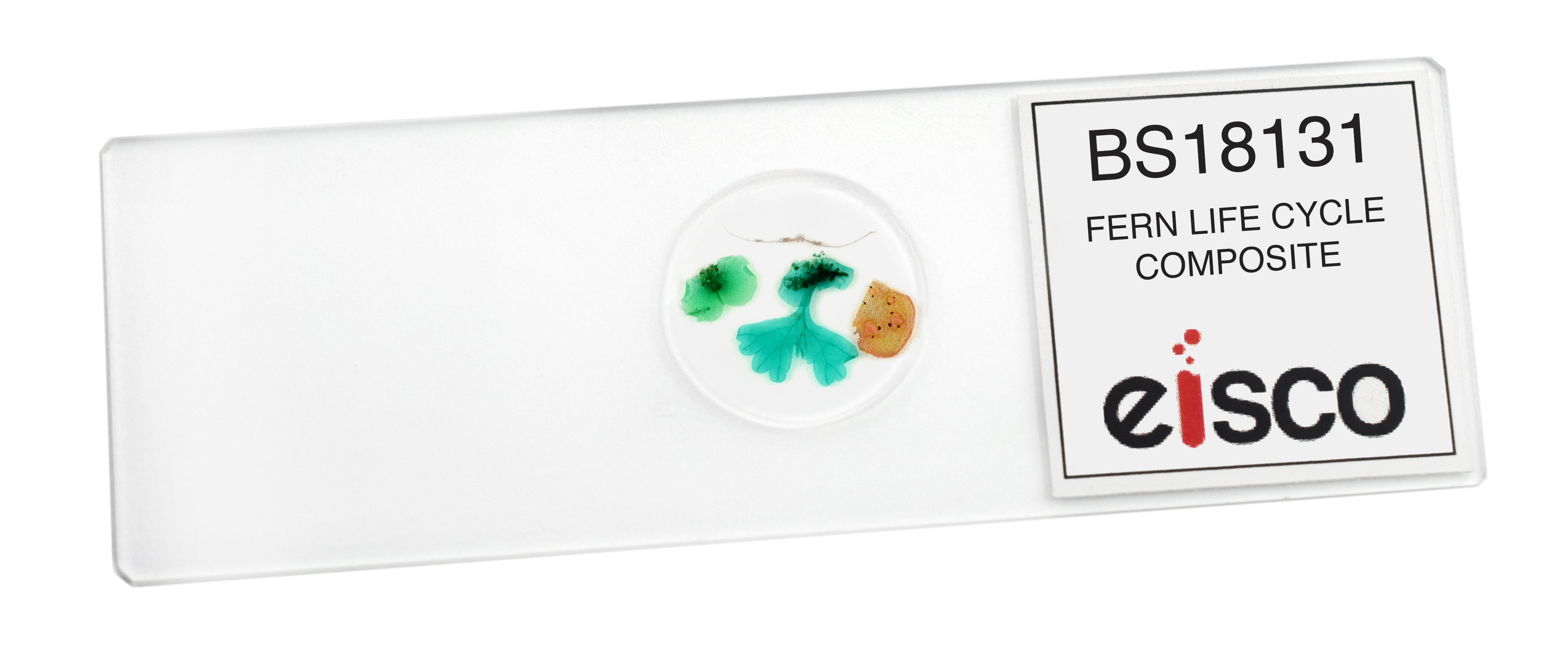 Fern Life Cycle Composite Prepared Microscope Slide