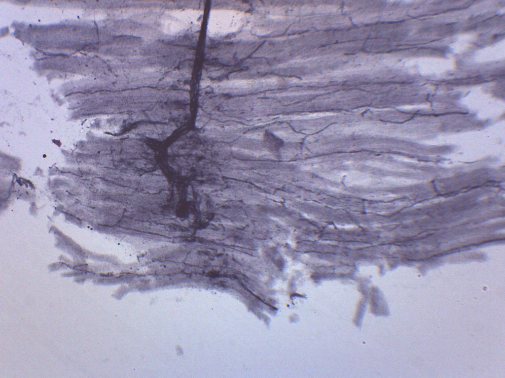 Spinal Cord Cross-Section Prepared Microscope Slide