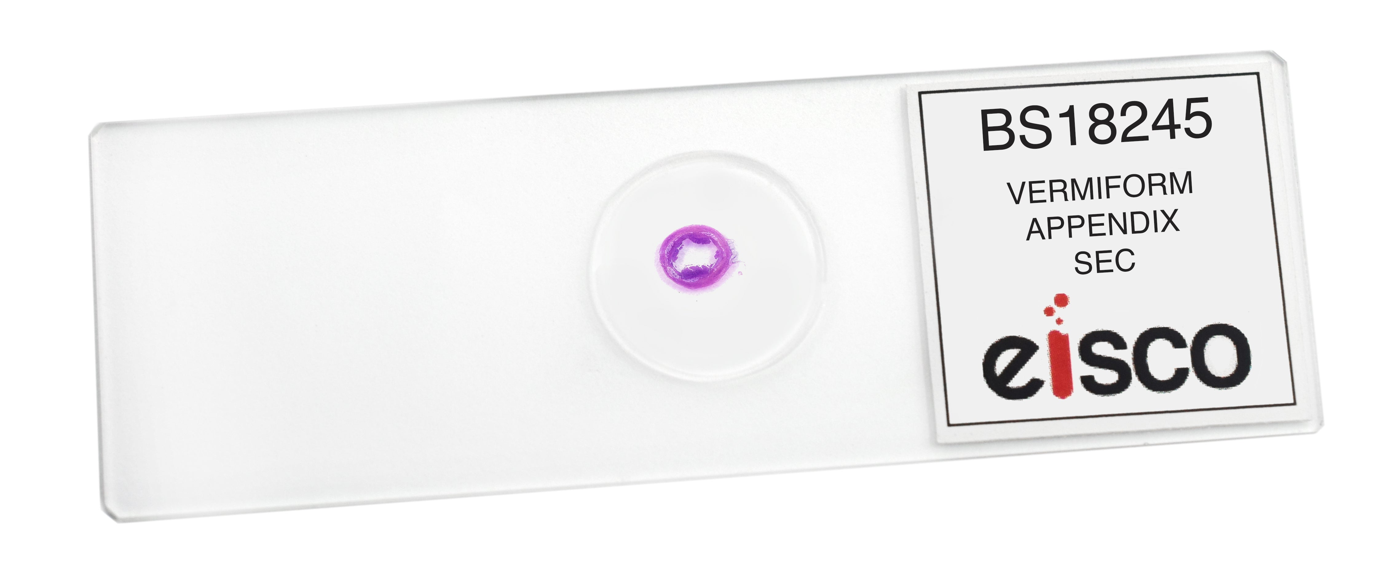 Vermiform Appendix Section Prepared Microscope Slide