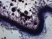 Aspergillus (Brown Mold) Wholemount Prepared Microscope Slide