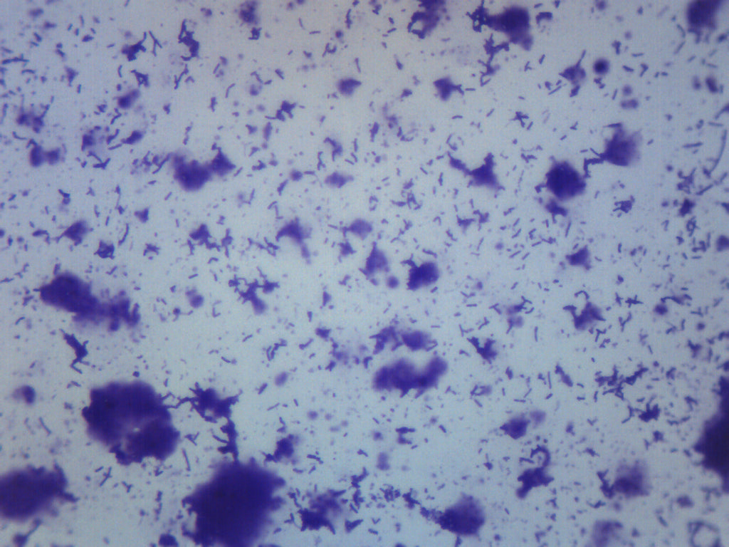 Human Mouth Bacteria Prepared Microscope Slide
