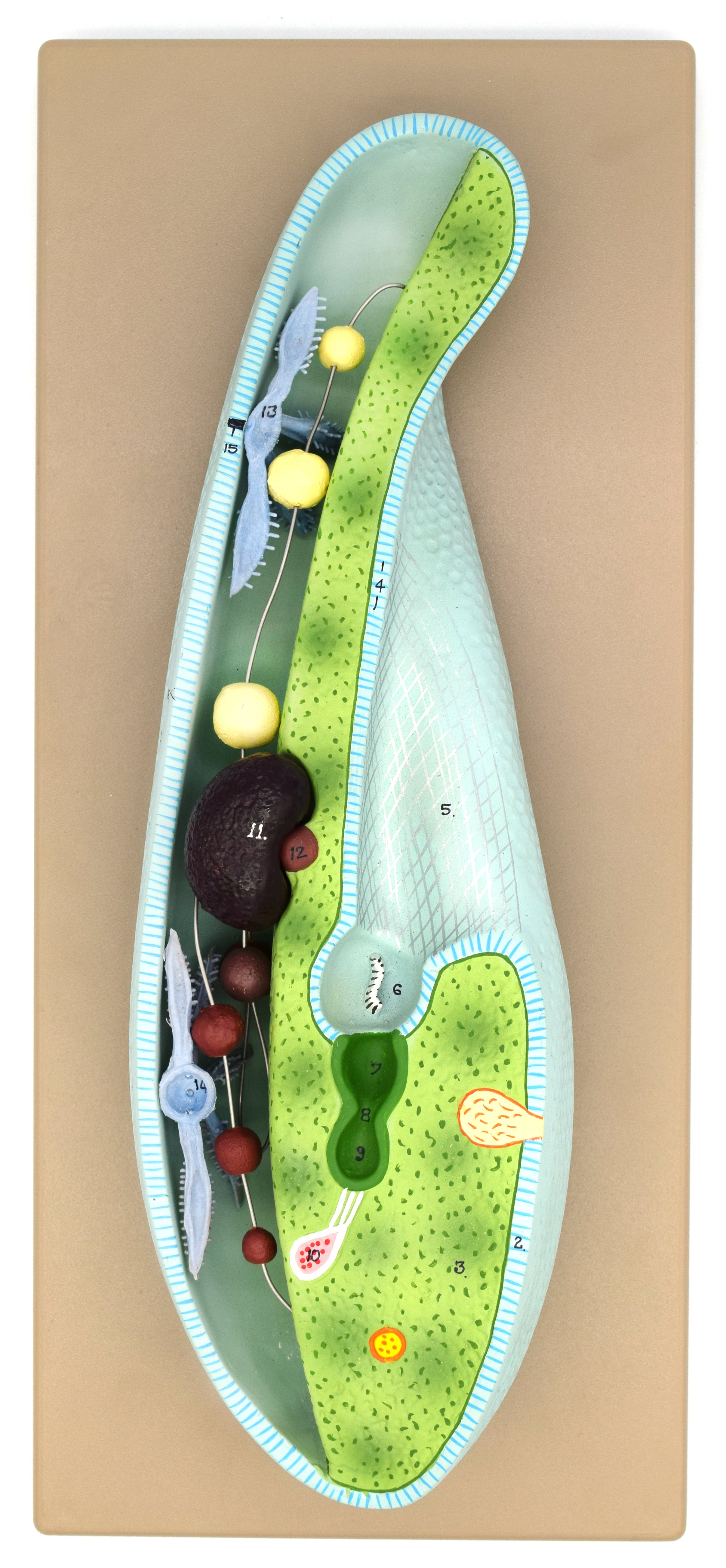 3D Paramecium Sectional Anatomical Model on Base with Removable Parts, 18 x 8 inch