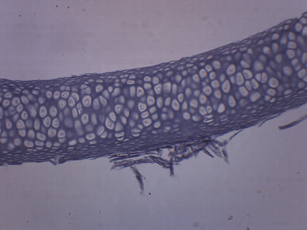 Yellow Elastic Cartilage Prepared Microscope Slide