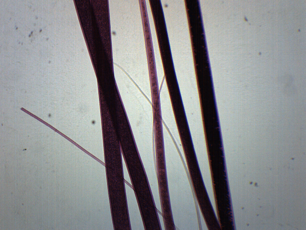 Wool Wholemount Prepared Microscope Slide