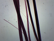 Wool Wholemount Prepared Microscope Slide