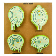 Ovule Types Model