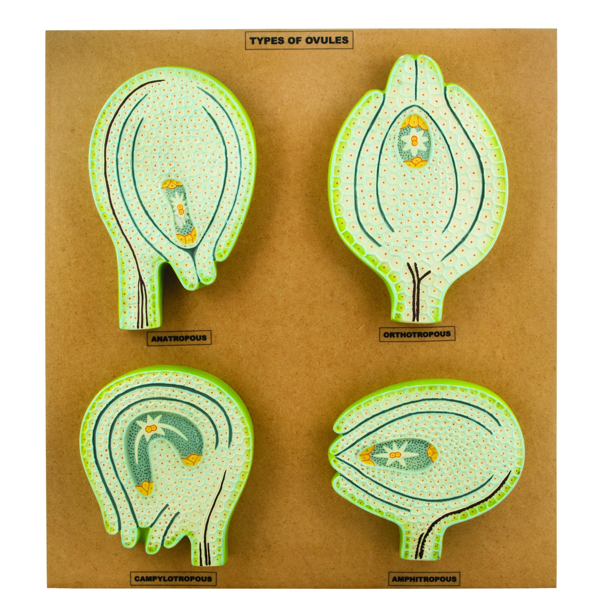 Ovule Types Model