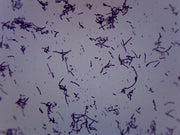 Azotobacter Gram Negative Prepared Microscope Slide