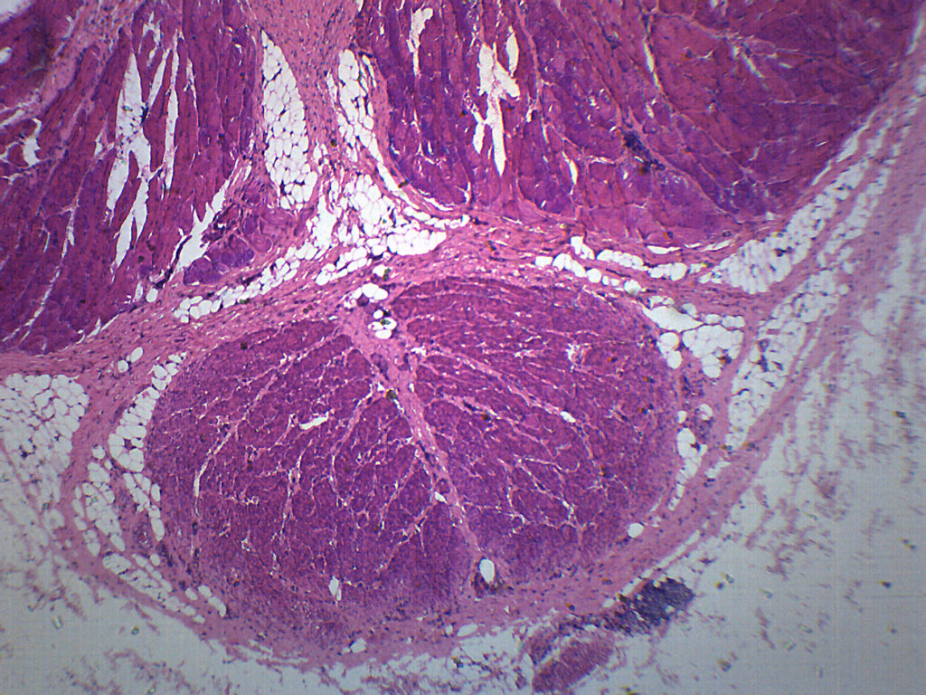 Mammalian Penis Cross-Section Prepared Microscope Slide