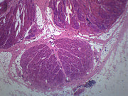Mammalian Penis Cross-Section Prepared Microscope Slide