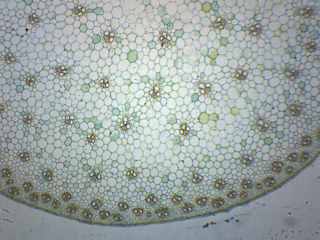 Zea Mays Stem Cross-Section Prepared Microscope Slide