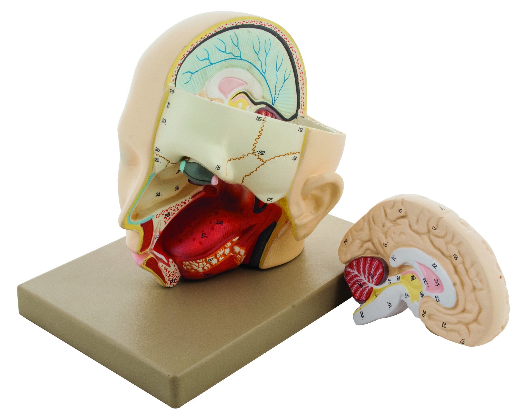 2-Part Human Head with Brain Model