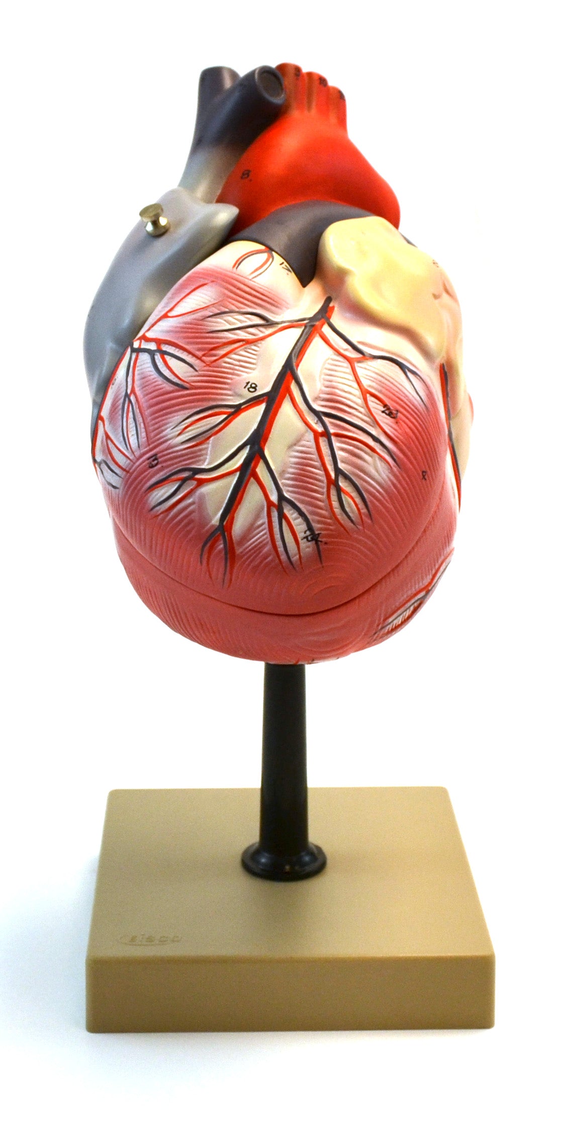 3-Part Human Heart Model, 2X Life Size, 12" Tall