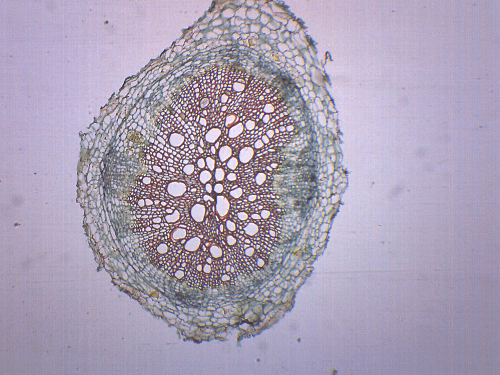 Dicot Root Cross-Section Prepared Microscope Slide