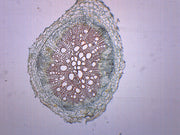 Dicot Root Cross-Section Prepared Microscope Slide
