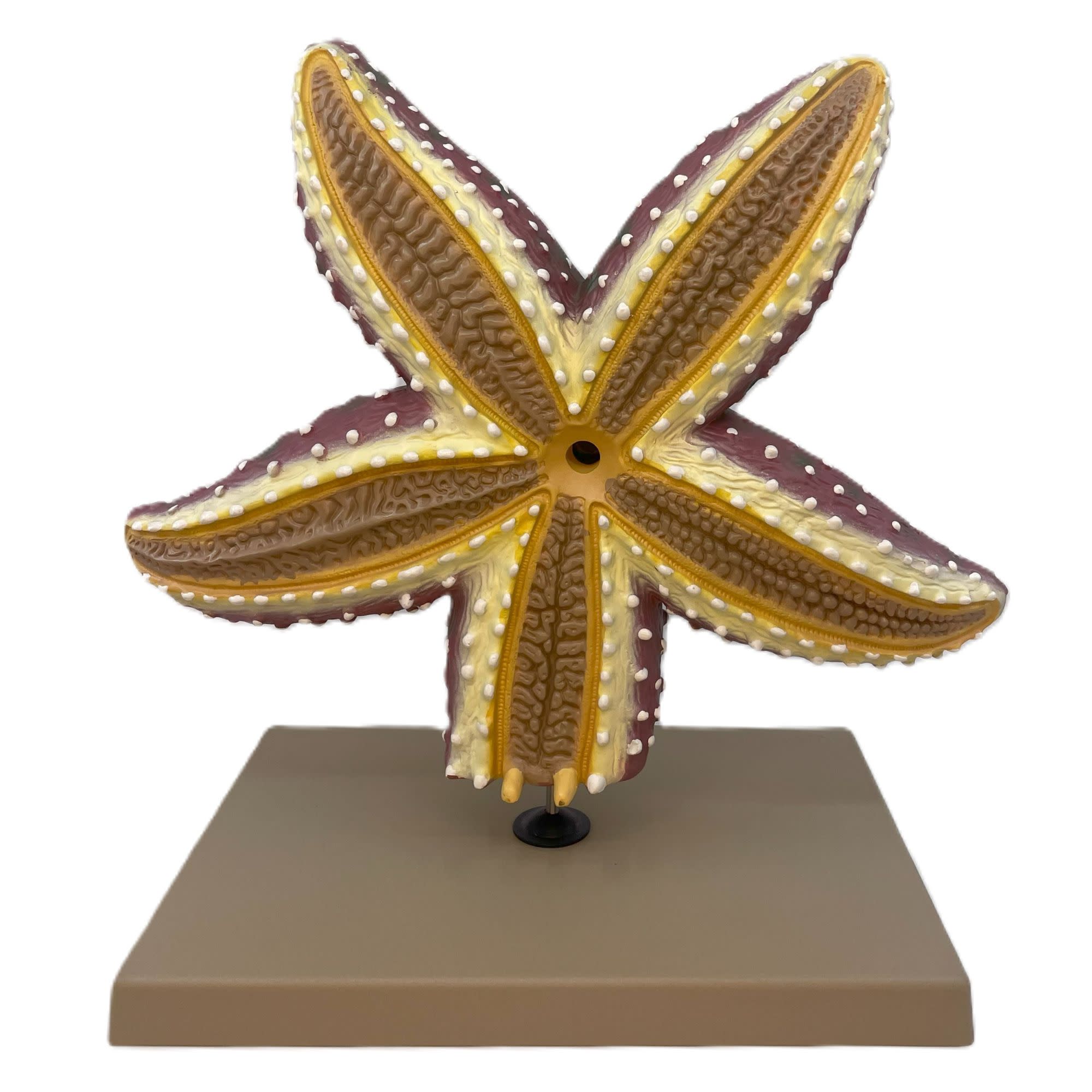 4x Life-Size Starfish Anatomy Anatomical Model