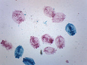 Mixed Freshwater Rotifers Prepared Microscope Slide