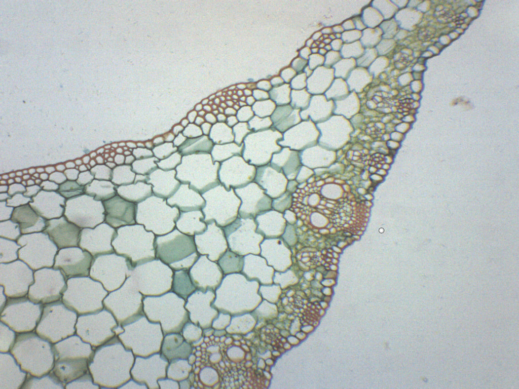 Zea Mays Leaf Prepared Microscope Slide