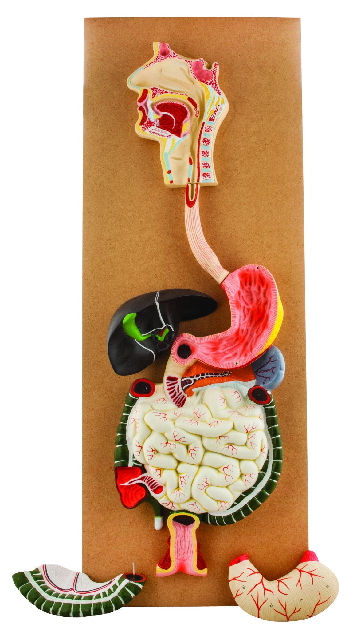 Life-Size Human Digestive System Model, 32" Tall, 3-Part with Removable Stomach