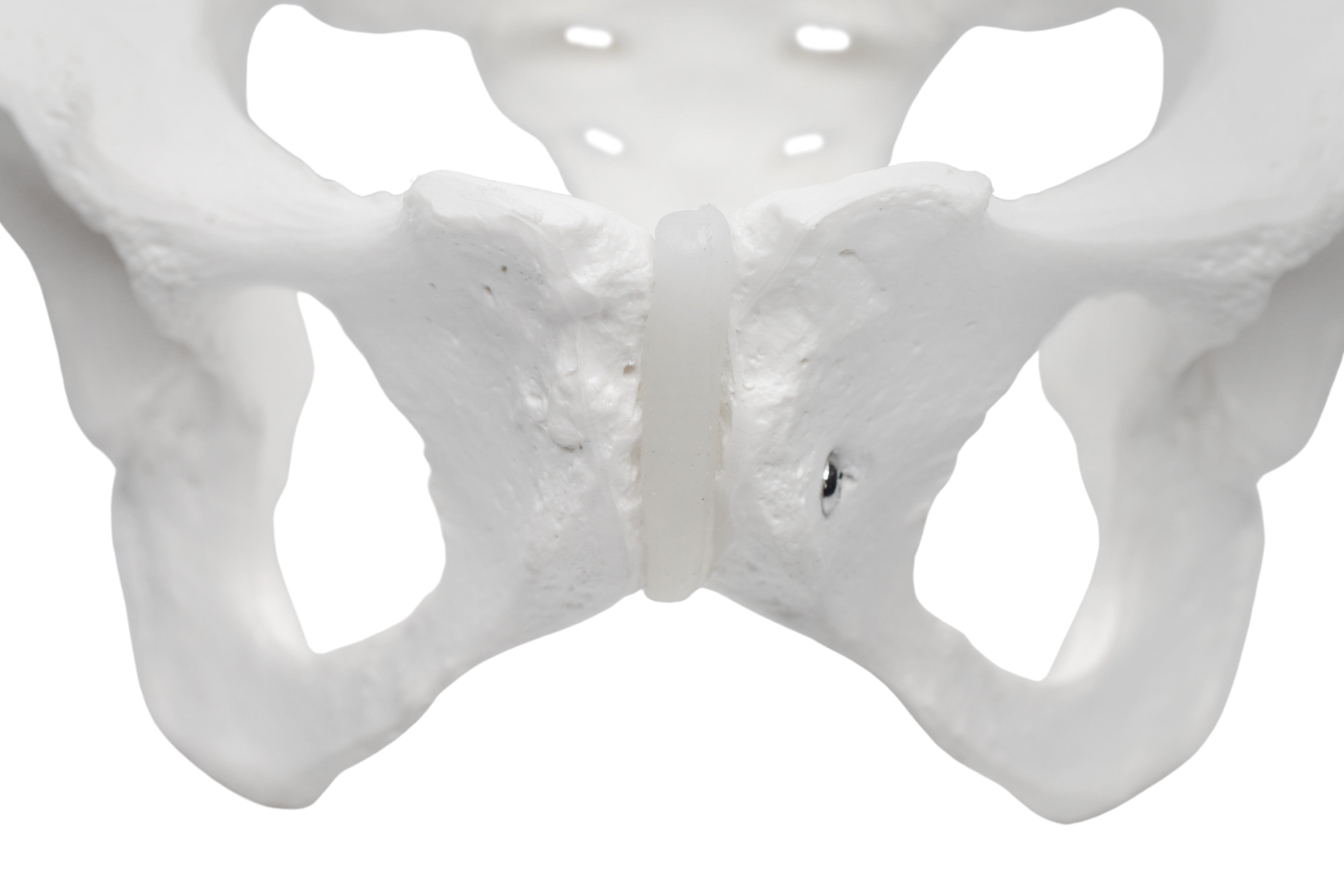 Life-Size Female Pelvic Skeleton Anatomical Model, 10 x 10 x 6 inch