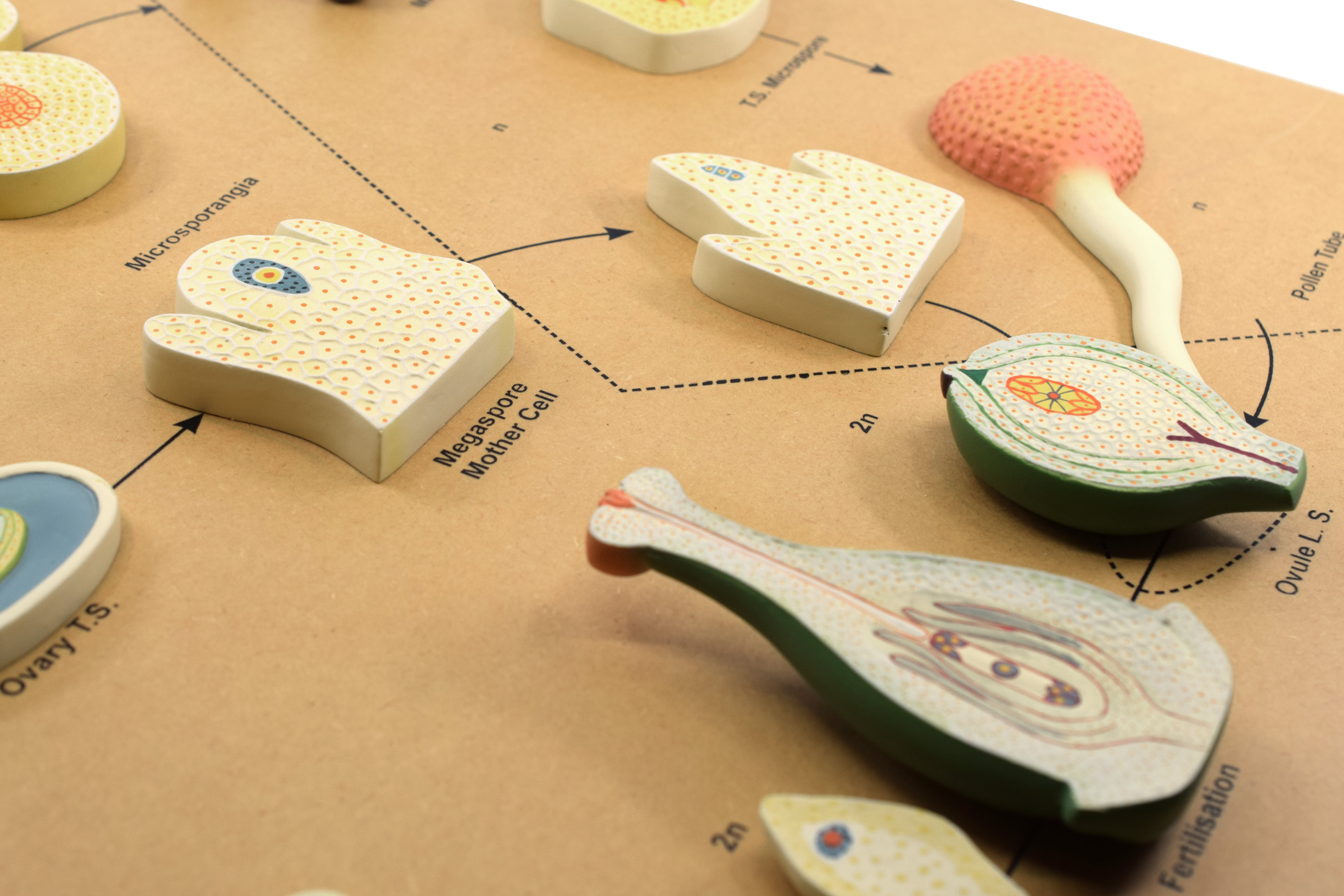 3D Life History of Angiosperms Model, 24 x 18 x 2"