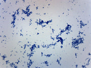 Corynebacterium Diphtheriae Prepared Microscope Slide