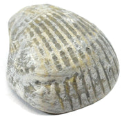 Paleozoic Bivalve Fossil Replica, 3cm