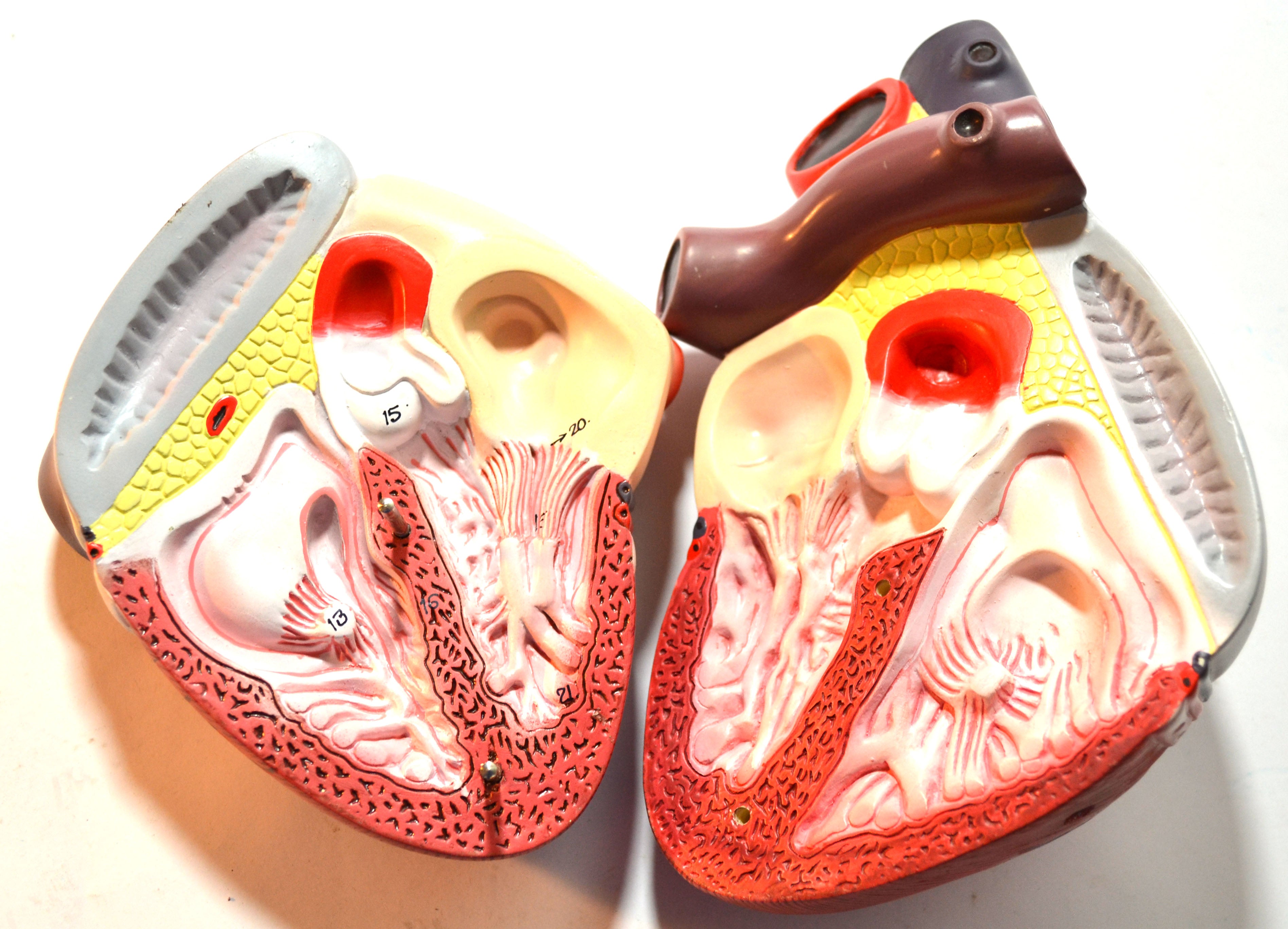 2-Part Human Heart Model on Base, 8" Tall