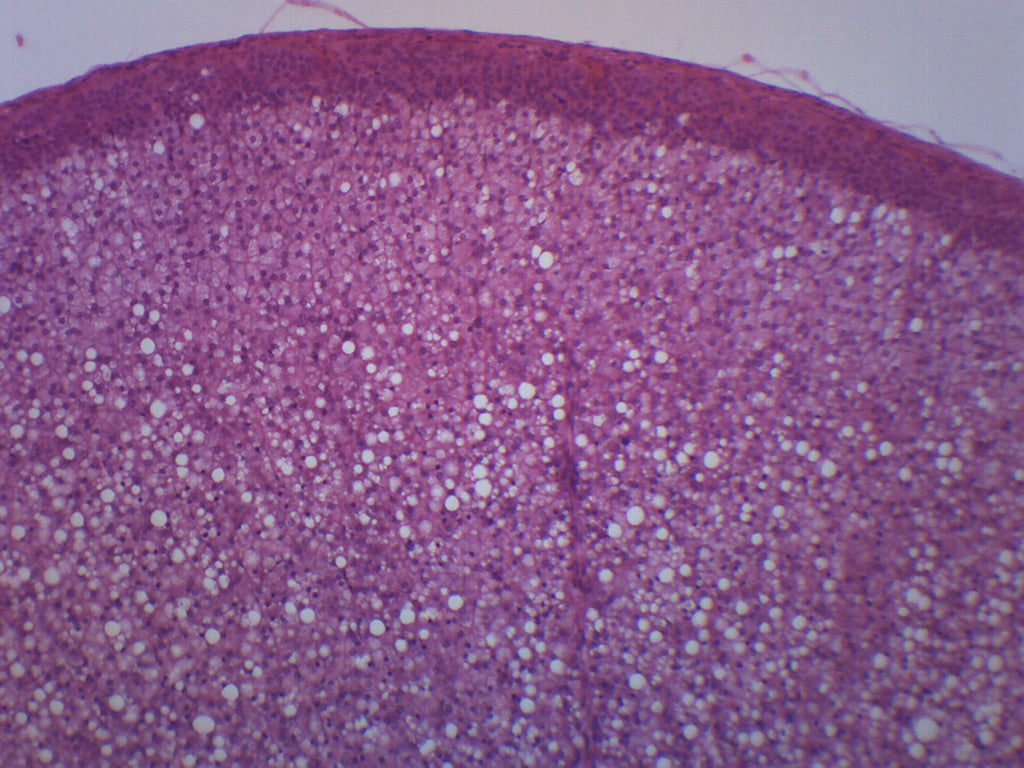 Adrenal Gland Prepared Microscope Slide
