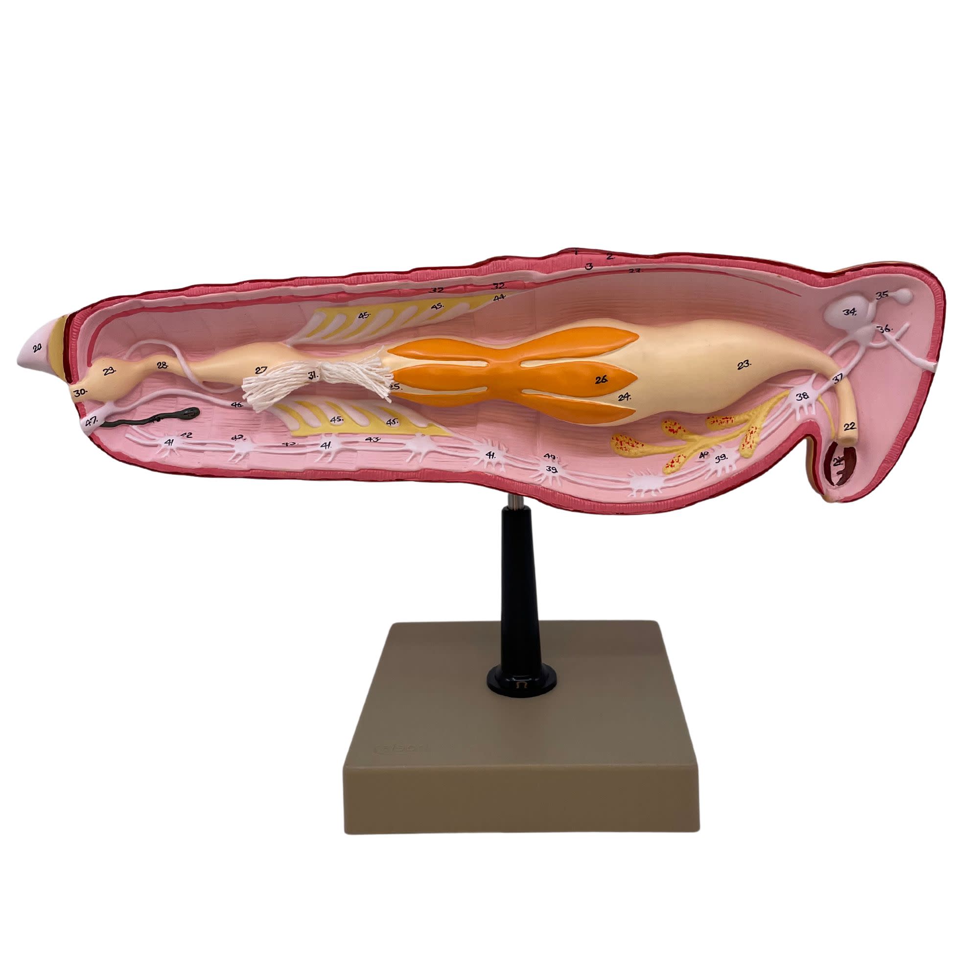 Hand-Painted Locust Dissection Anatomical Model
