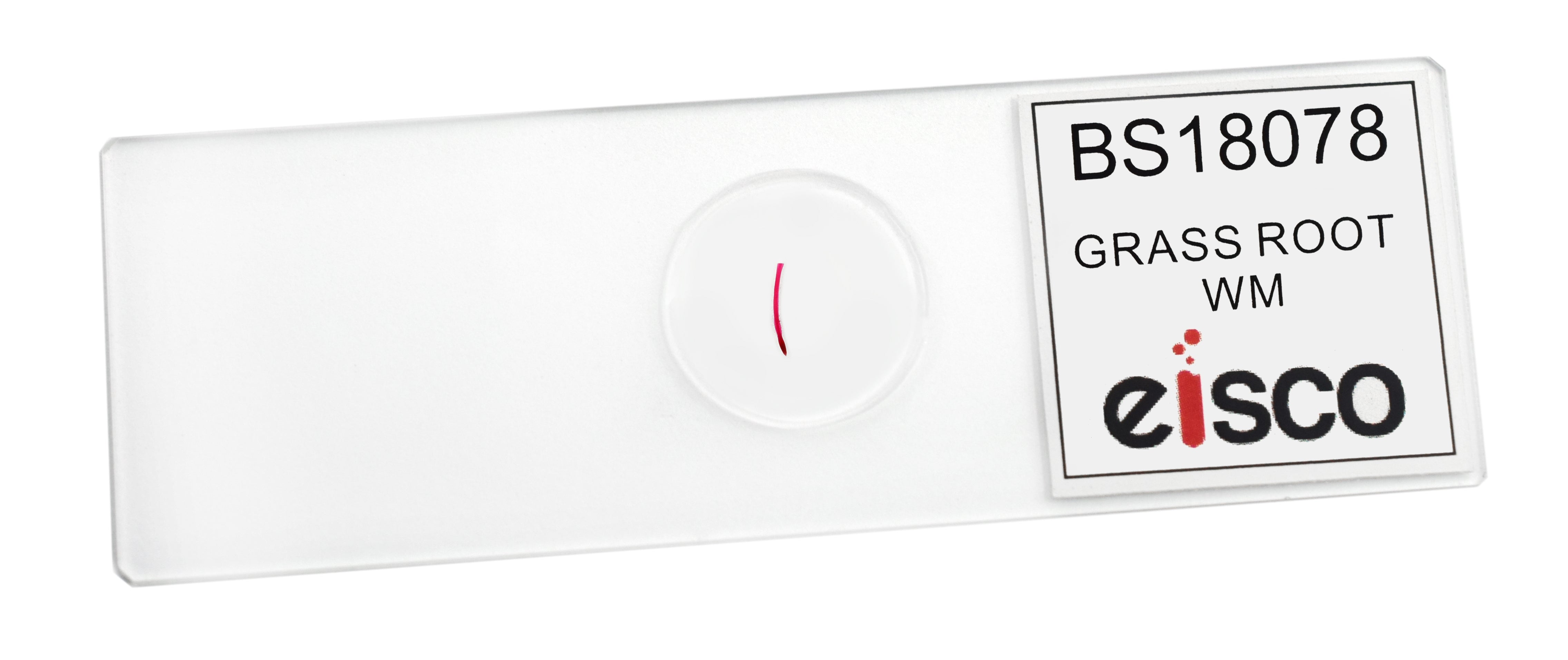 Grass Root Wholemount Prepared Microscope Slide
