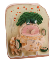 Cell Ultrastructure Anatomical Model
