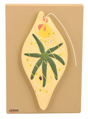 Euglena Anatomical Model