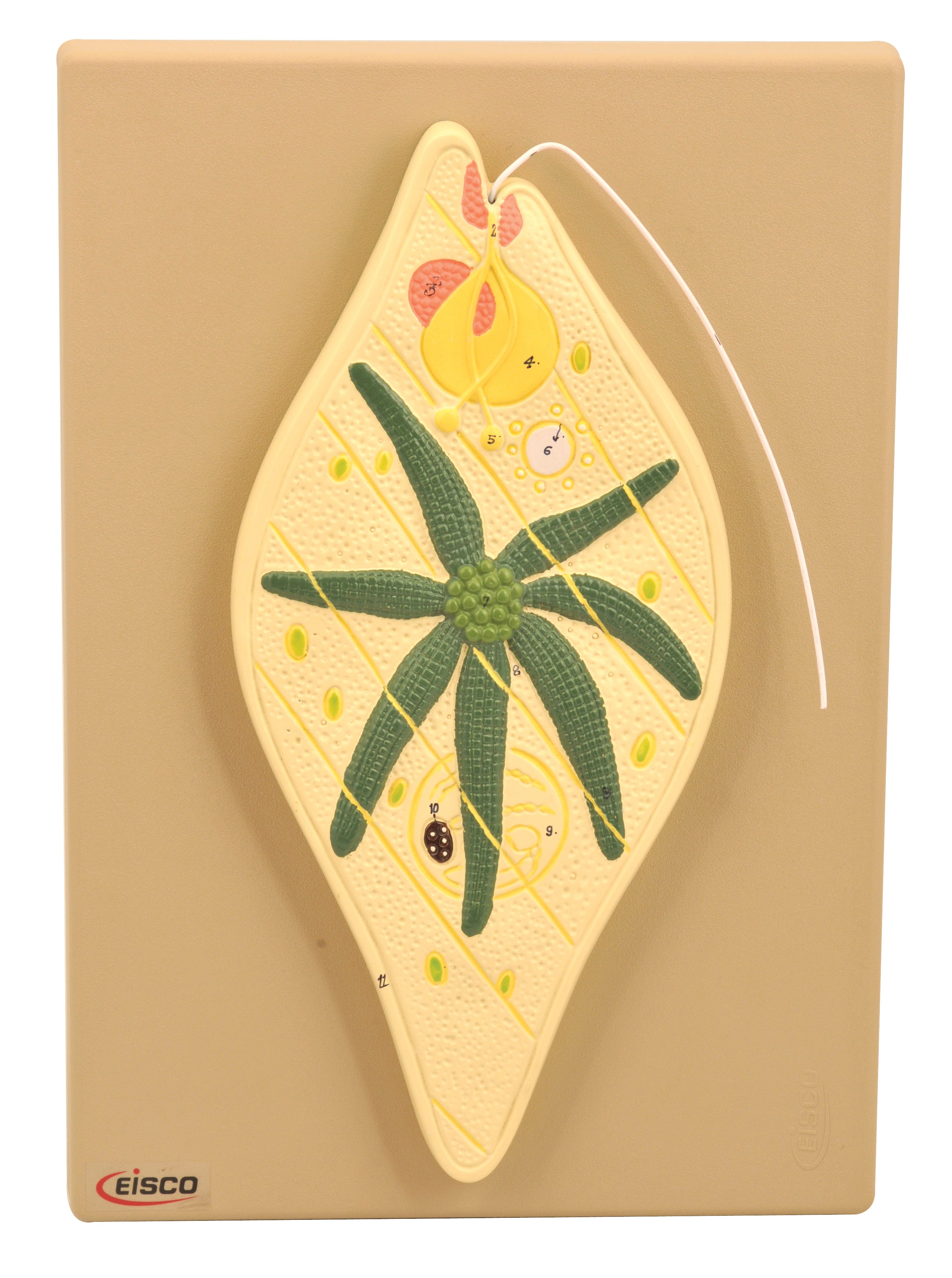 Euglena Anatomical Model