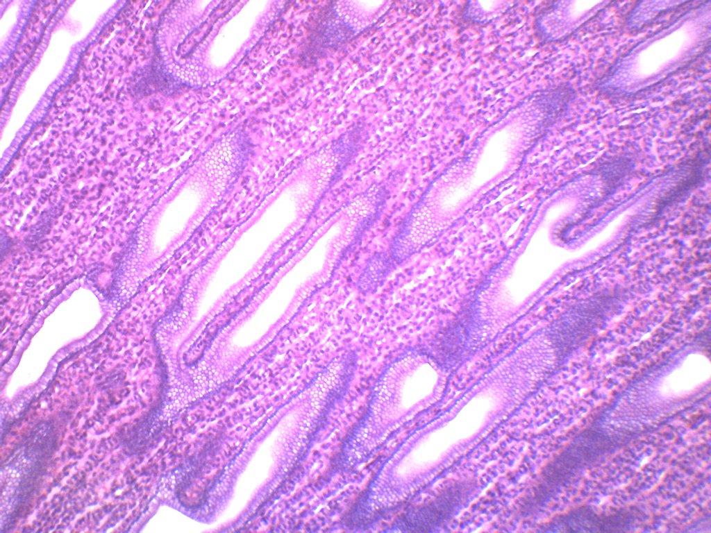 Simple Cuboidal Epithelium (Mammal) Prepared Microscope Slide