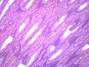 Simple Cuboidal Epithelium (Mammal) Prepared Microscope Slide