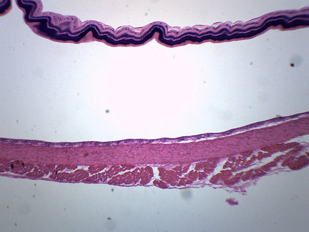 Cat Retina Prepared Microscope Slide