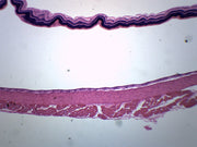 Cat Retina Prepared Microscope Slide