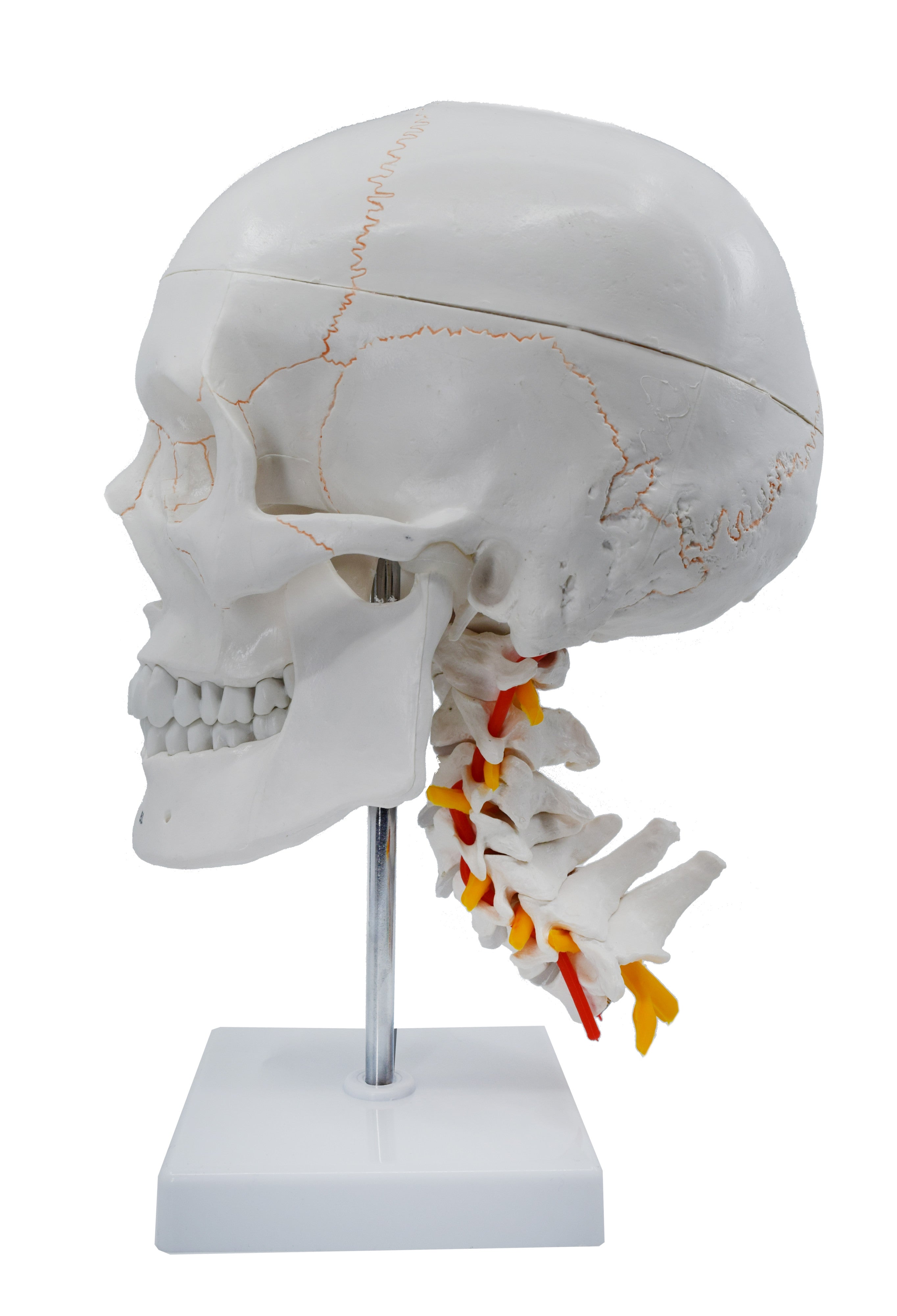 Numbered Human Skull Model with 3D Brain and Cervical Vertebrae