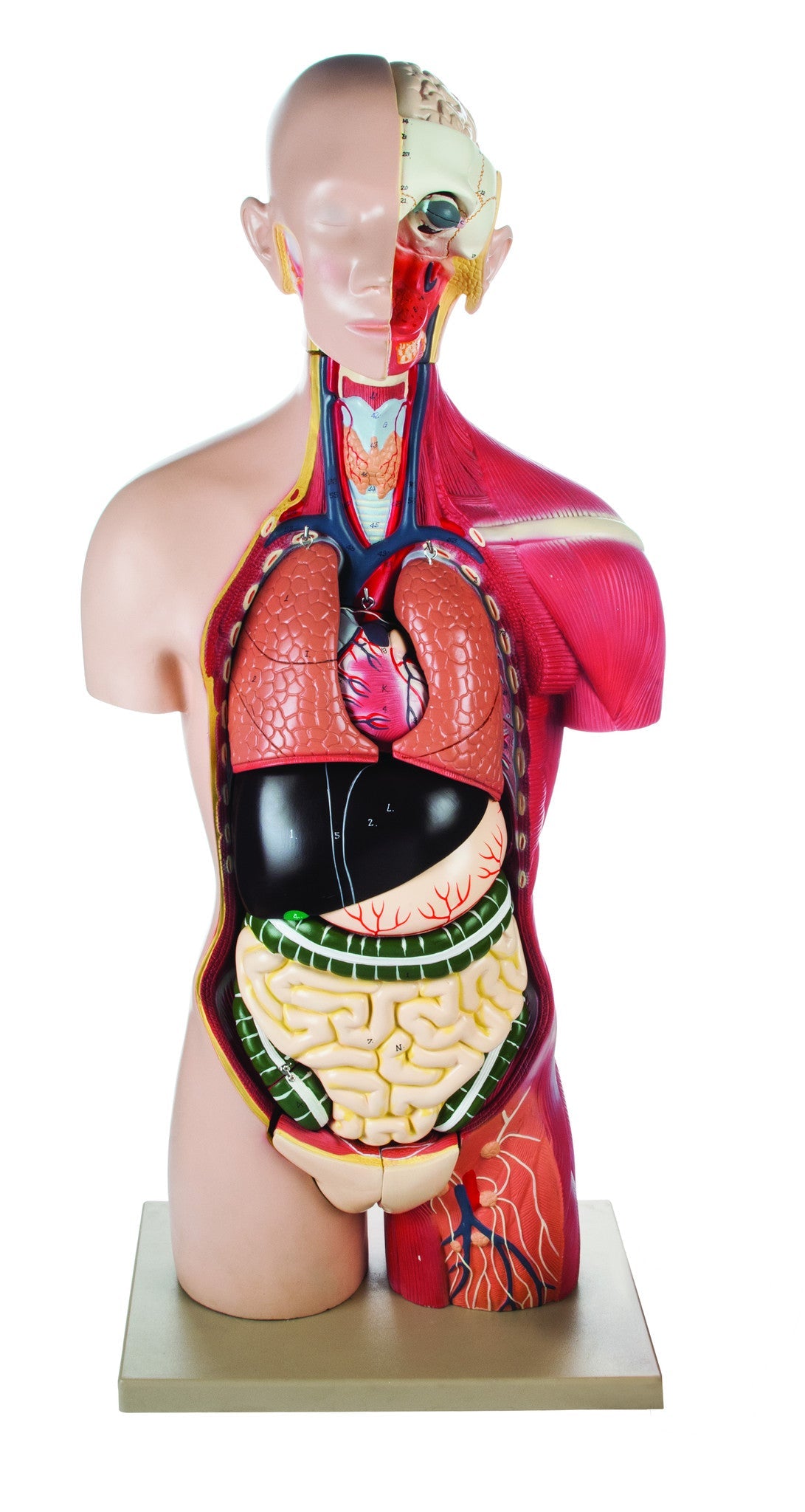Half-Size Economy Female Muscular Torso Model with Dual Sex, 17-Part