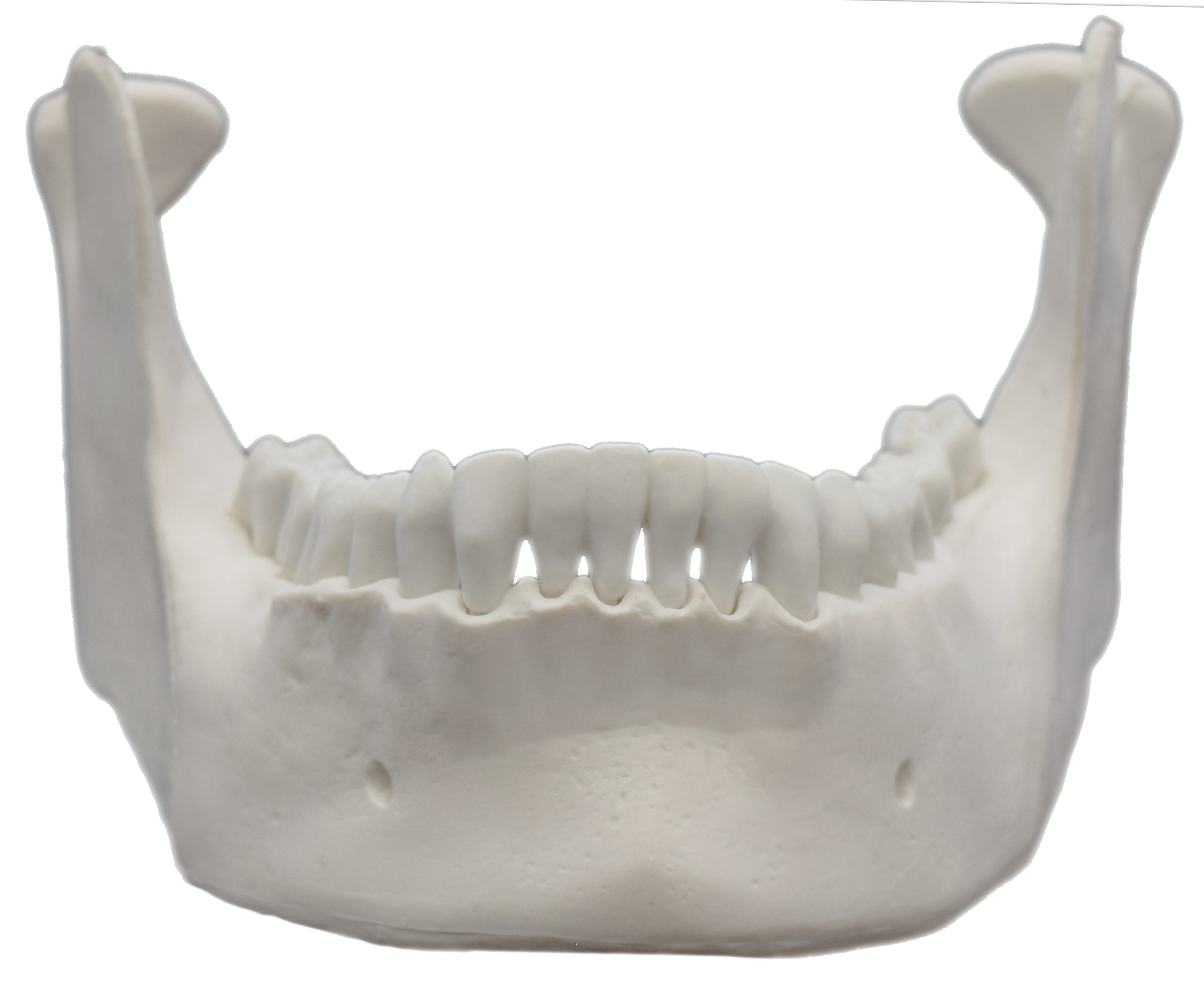 Human Mandible Bone Anatomical Model