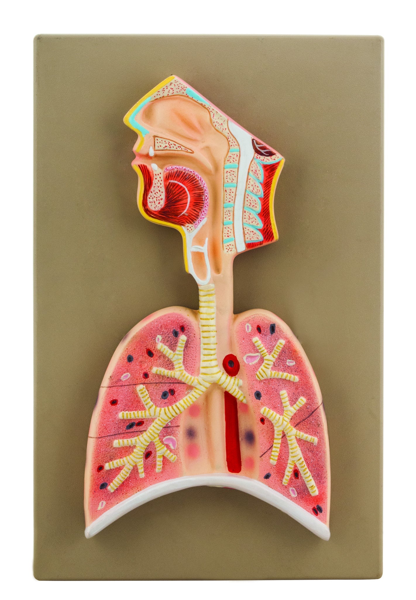 Human Respiratory System Model, Half Life Size, with Head, Throat, and Lungs