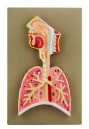 Human Respiratory System Model, Half Life Size, with Head, Throat, and Lungs