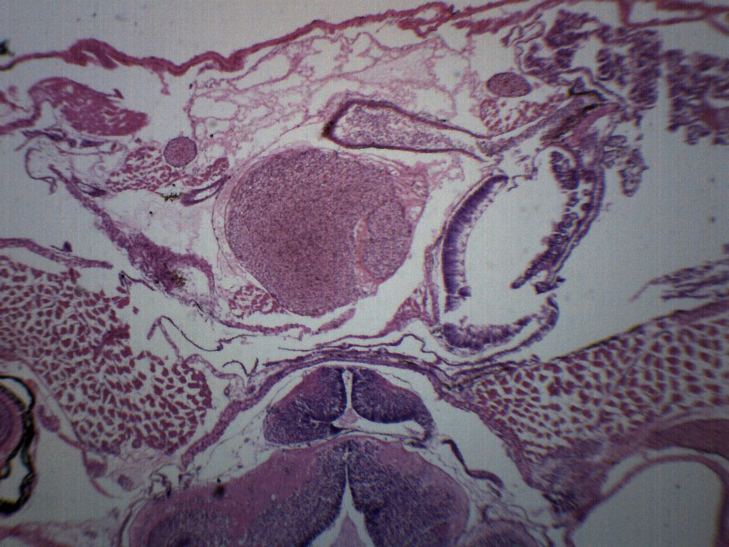 Tadpole Head Region Cross-Section Prepared Microscope Slide