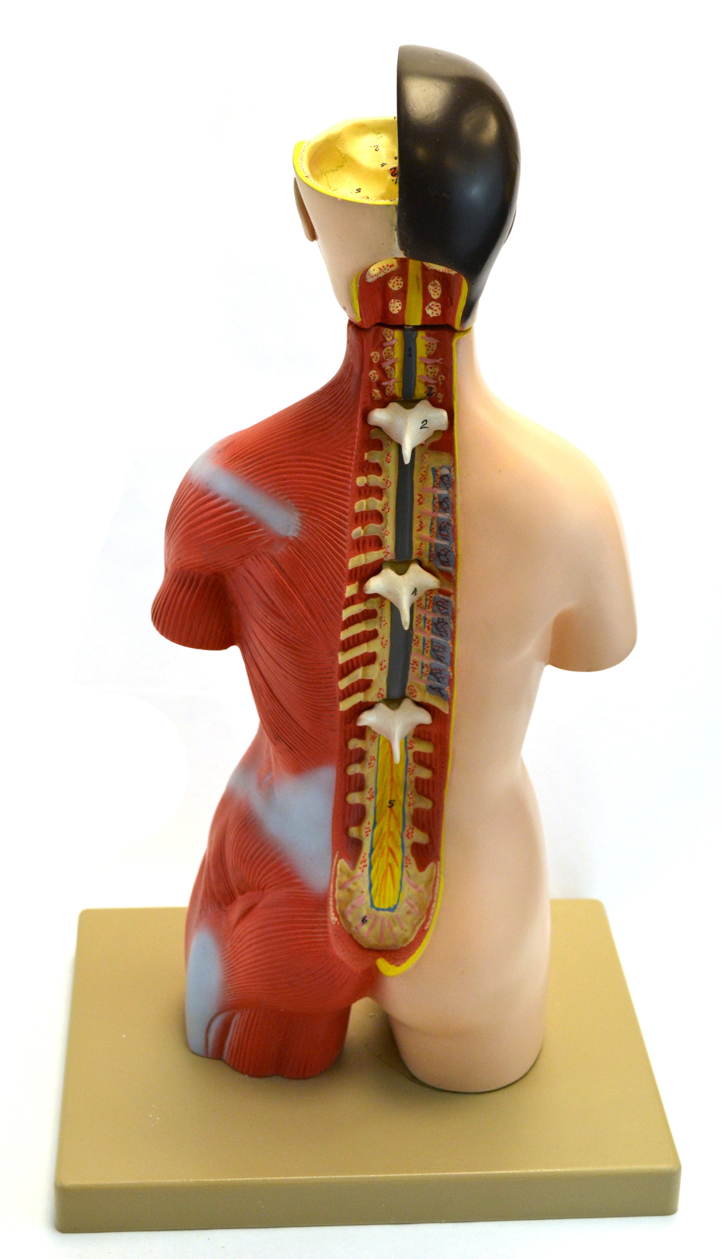 Half-Size Female Adult Human Torso Model with Head and Open Back, 18", 16-Part