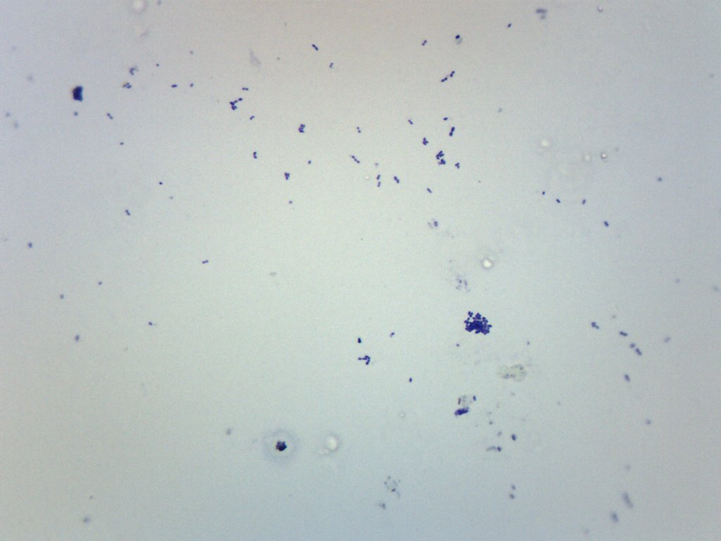 Streptococcus Pneumoniae Gram Positive Prepared Microscope Slide