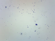 Streptococcus Pneumoniae Gram Positive Prepared Microscope Slide