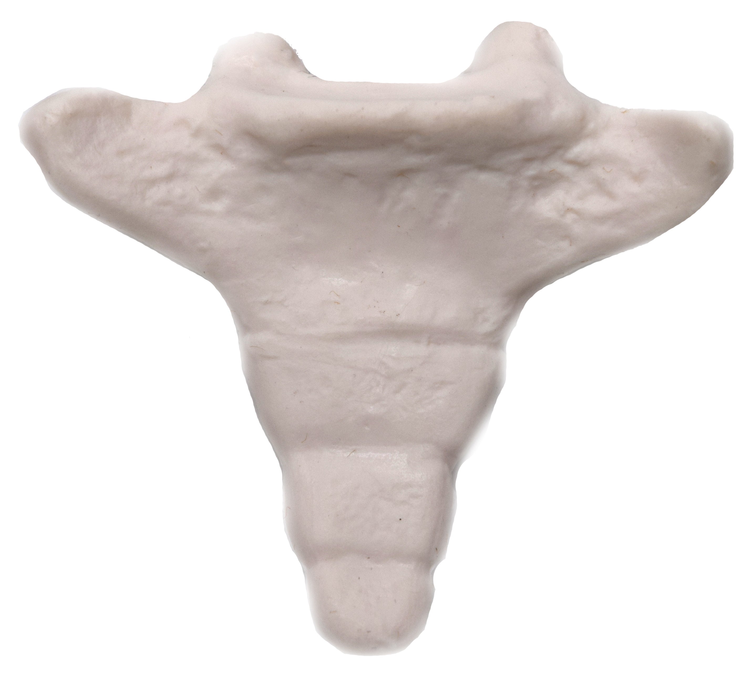 Human Coccyx Tailbone Anatomical Model