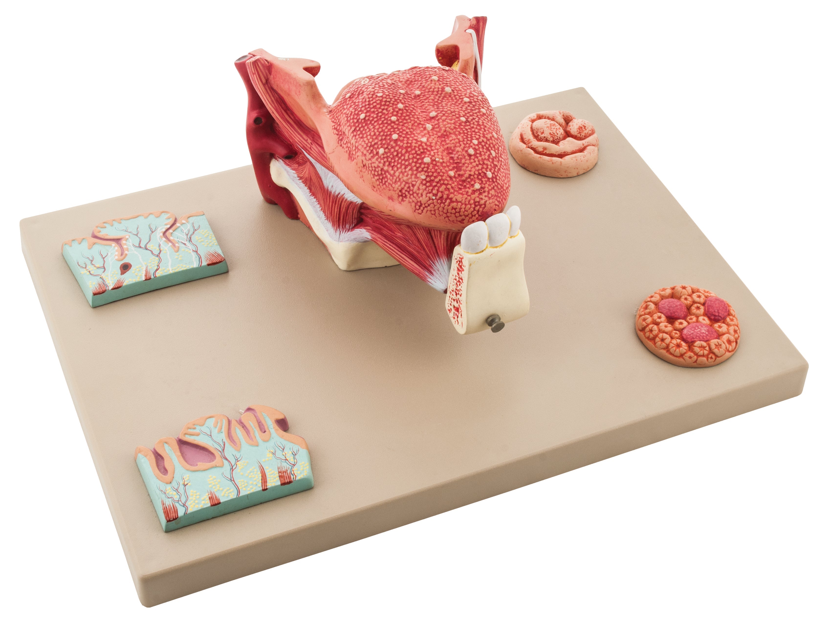 Micro Anatomy of Tongue Model